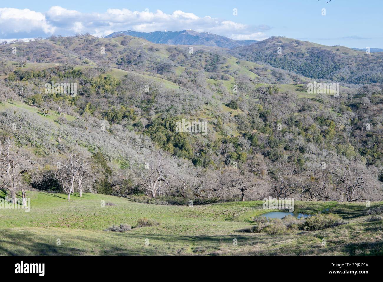 Un paesaggio selvaggio boschivo con colline ondulate e querce nella contea di Santa Clara, California, Stati Uniti. Foto Stock