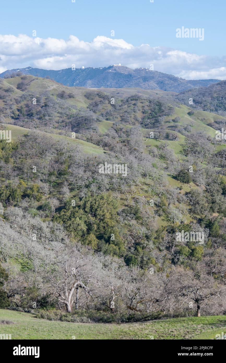 Un paesaggio selvaggio boschivo con colline ondulate e querce nella contea di Santa Clara, California, Stati Uniti. Foto Stock