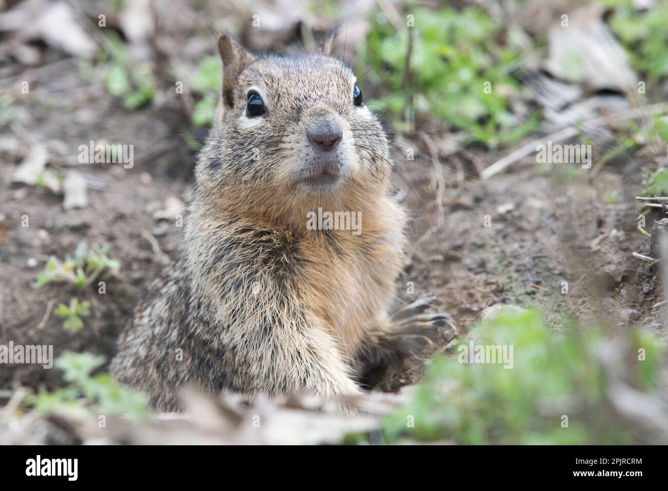 California scoiattolo terreno (Otospermophilus beecheyi) da Blue Oak ranch Reserve nella contea di Santa Clara, California. Foto Stock