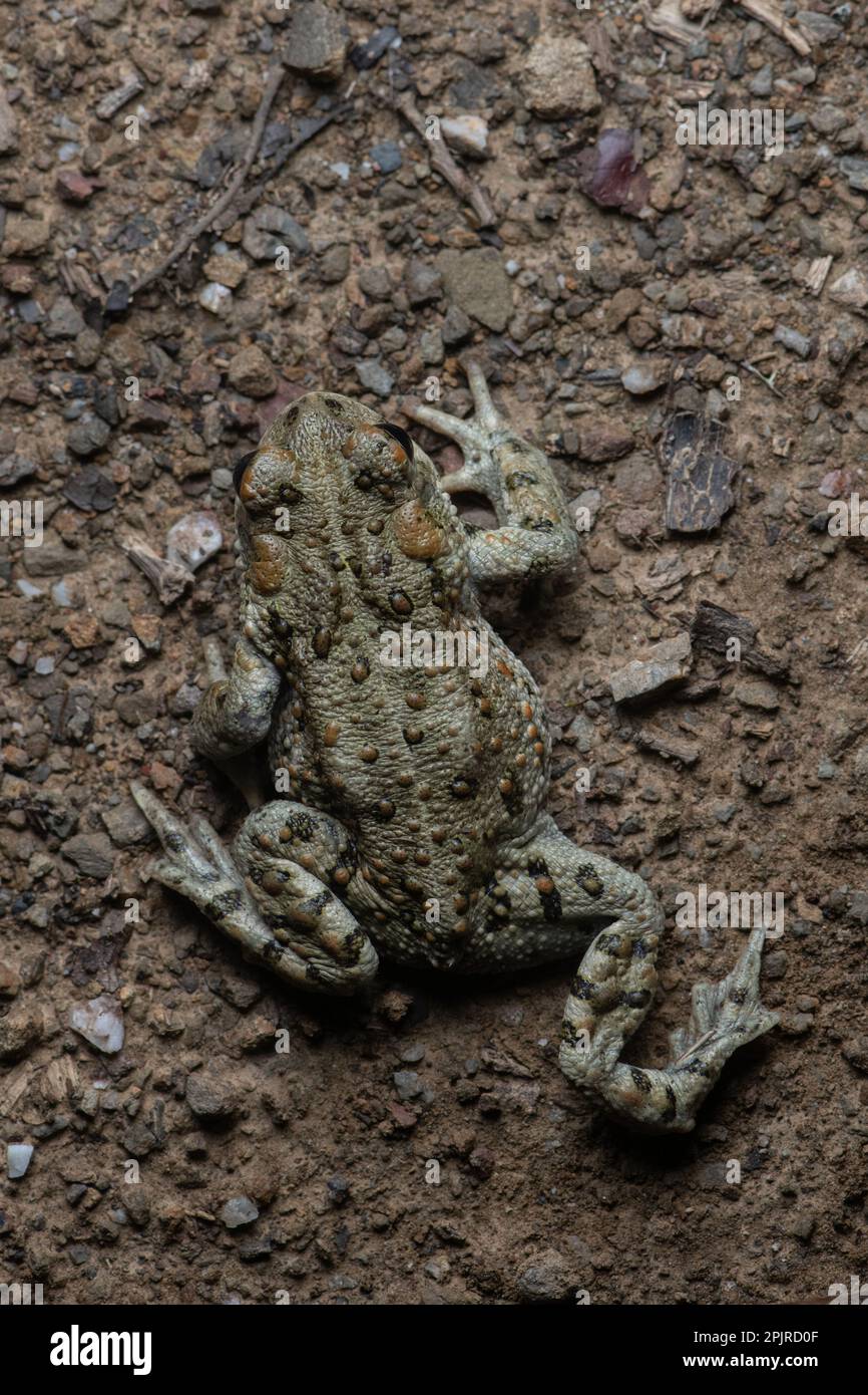 Un rospo occidentale (Anaxyrus boreas) che striscio su una strada sterrata di notte come visto dall'alto nella contea di Santa Clara, California. Foto Stock