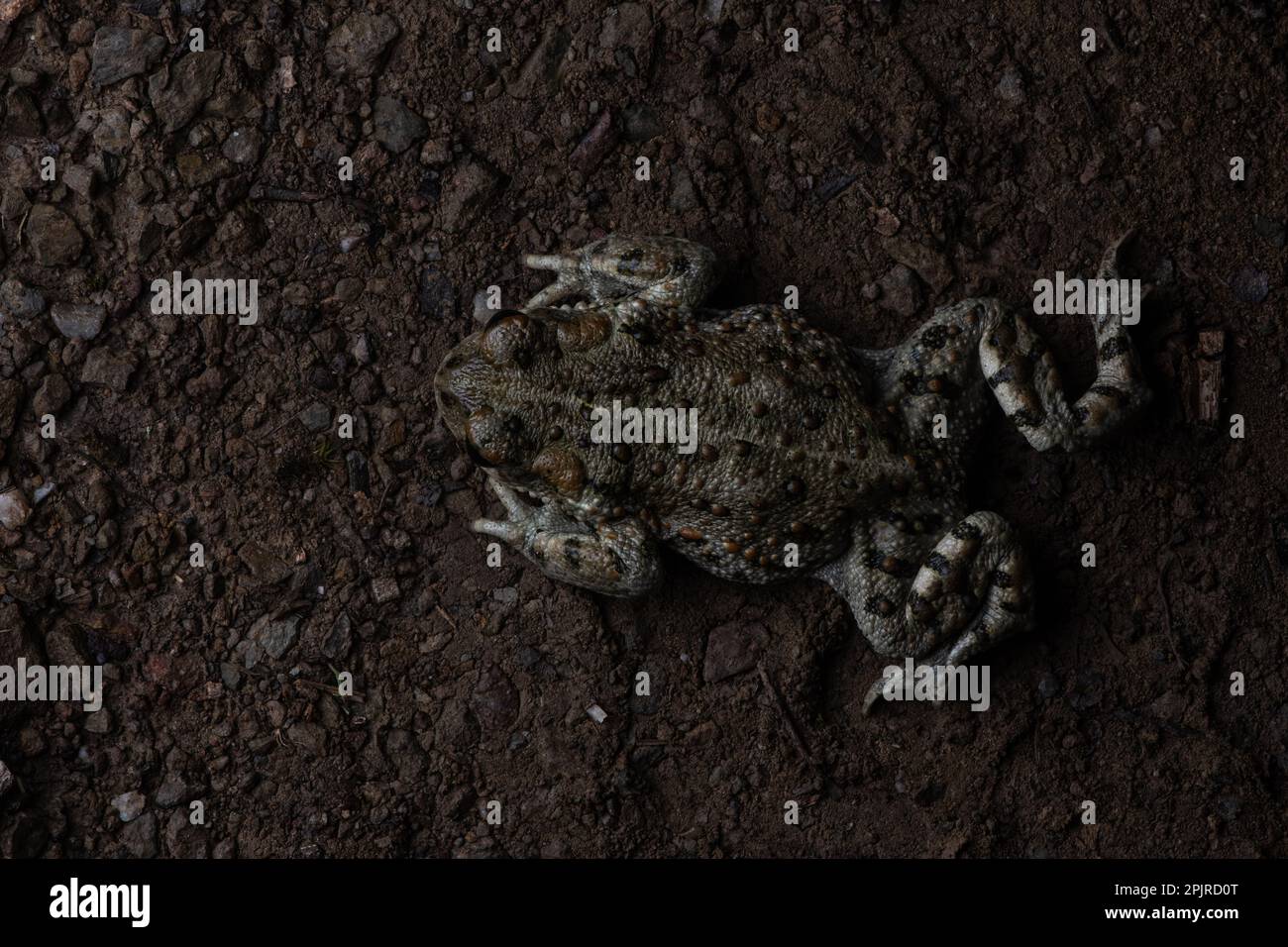 Un rospo occidentale (Anaxyrus boreas) che striscio su una strada sterrata di notte come visto dall'alto nella contea di Santa Clara, California. Foto Stock