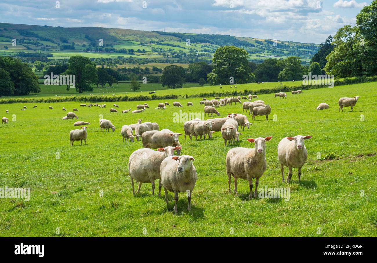 Pecora domestica, pecora del latte della Frisia, pecore, gregge in piedi in pascolo, Leagram, Chipping, Lancashire, Inghilterra, Regno Unito Foto Stock