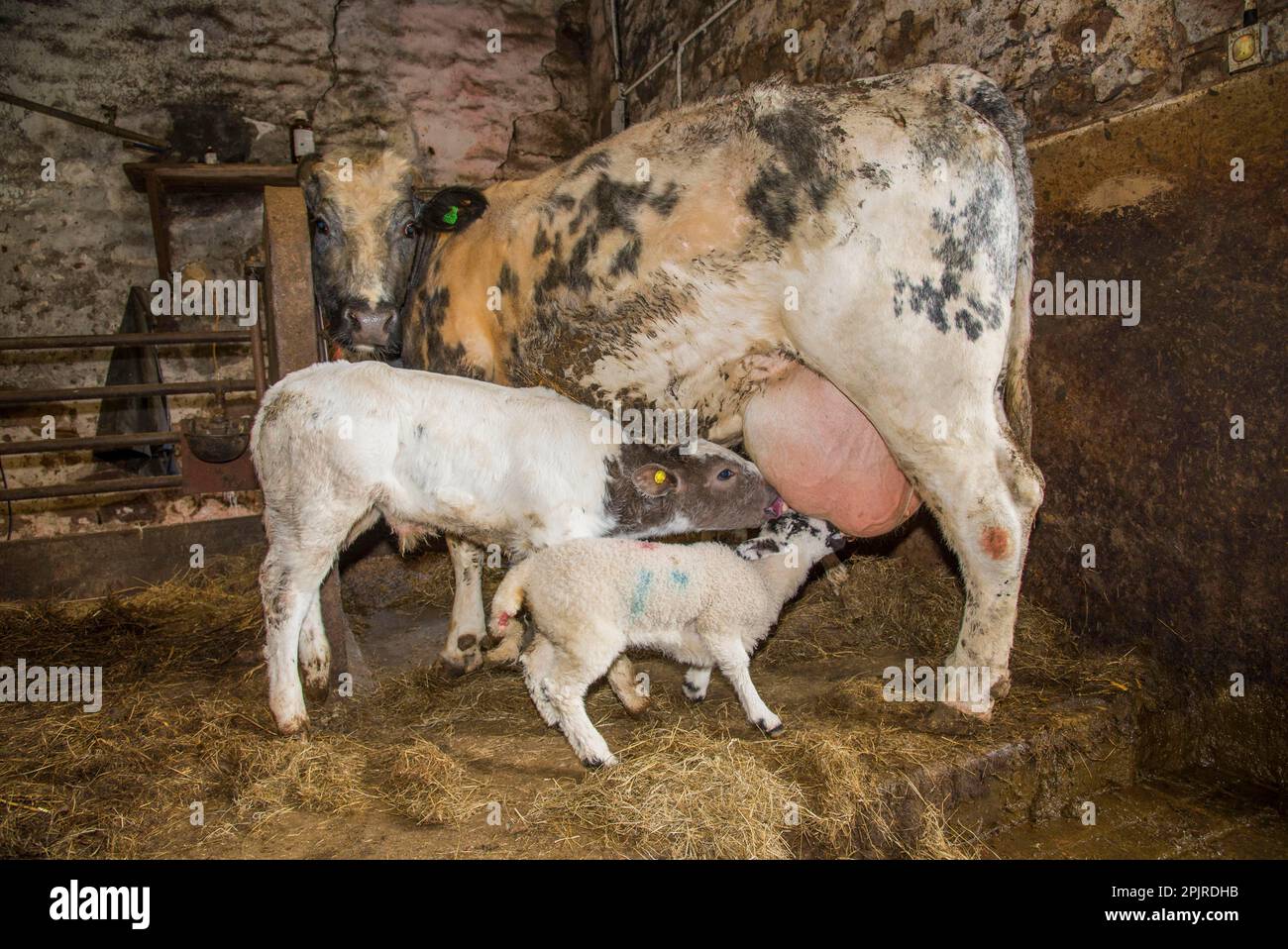 Pecora domestica, agnello orfano, suzione di bovini domestici, British Blue, vacca nutrice, accanto al vitello, chipping, Preston, Lancashire, Inghilterra Foto Stock