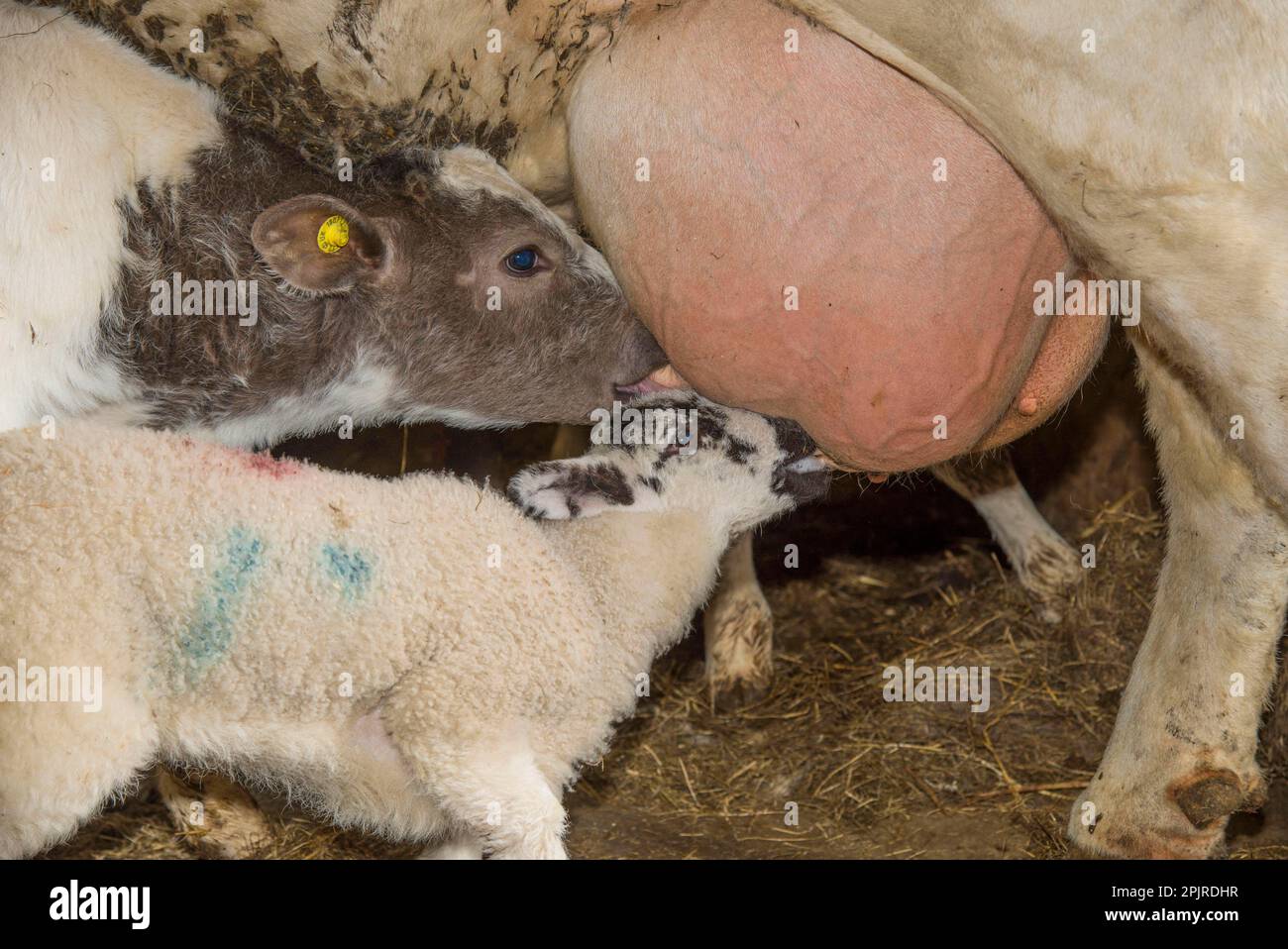 Pecora domestica, agnello orfano, suzione di bovini domestici, British Blue, vacca nutrice, accanto al vitello, chipping, Preston, Lancashire, Inghilterra Foto Stock