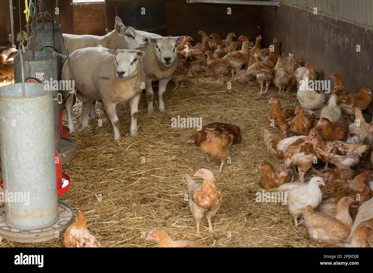 Pecora domestica, arieti di Beltex, con pollo domestico, gregge di broiler di freerange, su letto di paglia accanto ai feeders in capannone, Burnley, Lancashire, Inghilterra Foto Stock