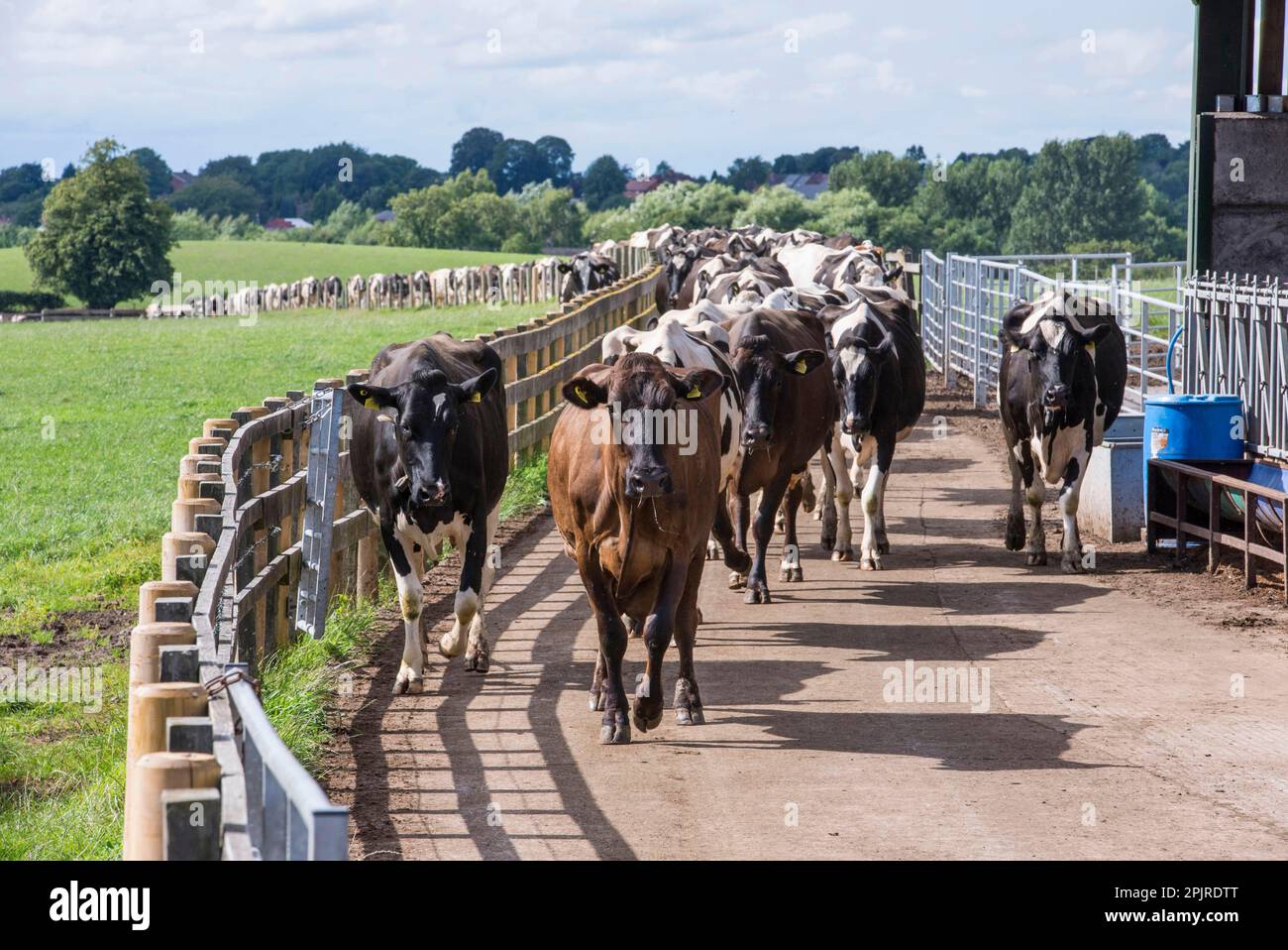 Caseifici, vacche da latte, mandria che si avvicina alla rotta delle mucche per la mungitura, Cheshire, Inghilterra, Regno Unito Foto Stock