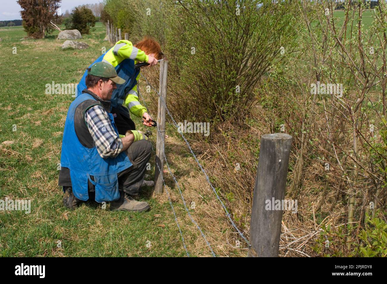 Farmers recinto con filo spinato, filo di fissaggio su palo, Svezia, primavera Foto Stock