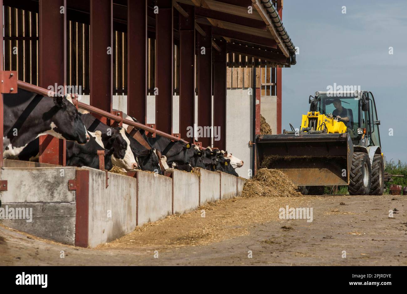 Produzione di latte, alimentazione di vacche da latte secche con movimentatore telescopico in azienda, Preston, Lancashire, Inghilterra, Regno Unito Foto Stock