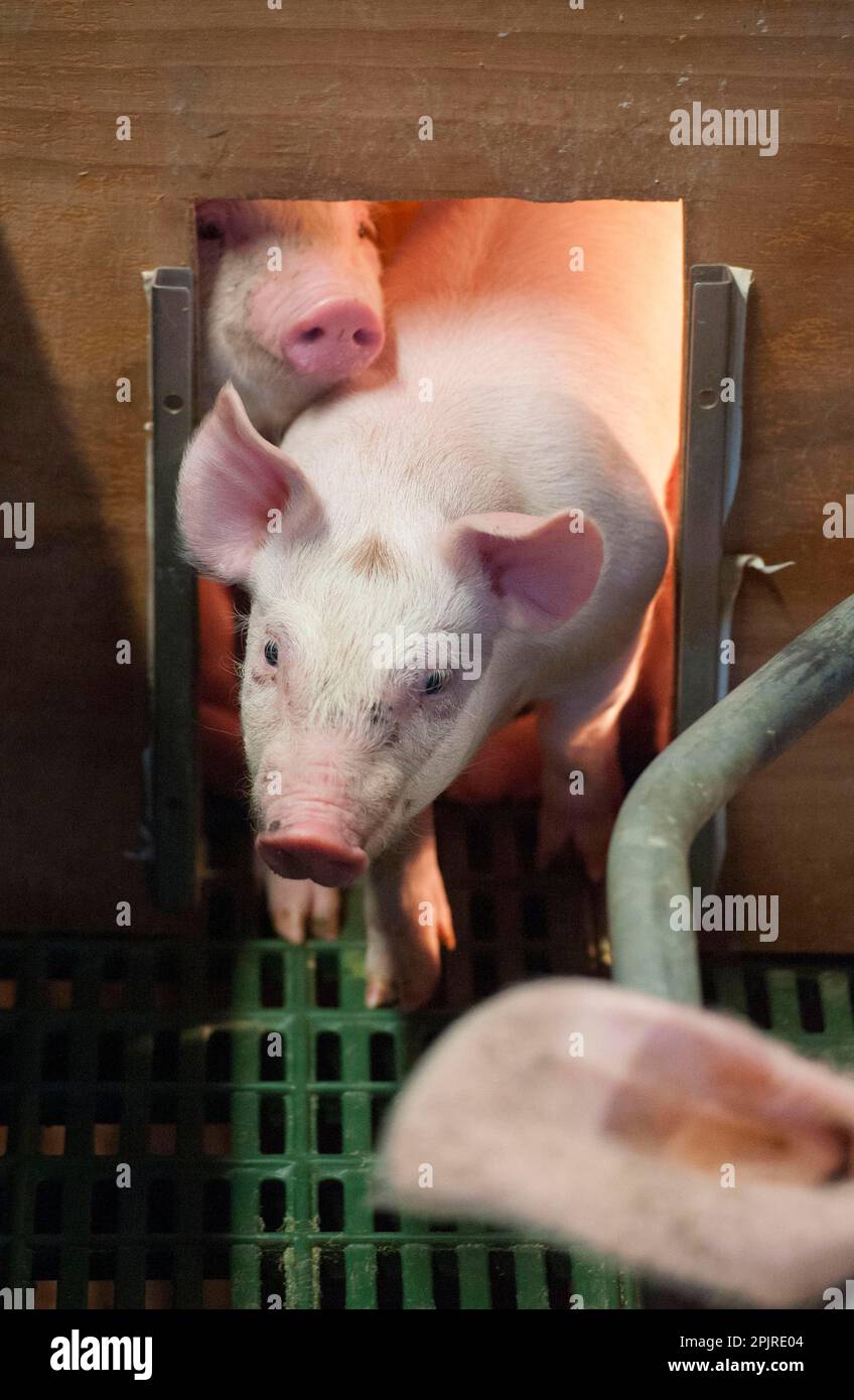 Allevamento di suini, suinetti di tre settimane, sotto lampada a caldo in penna da farrowing, Yorkshire, Inghilterra, Regno Unito Foto Stock