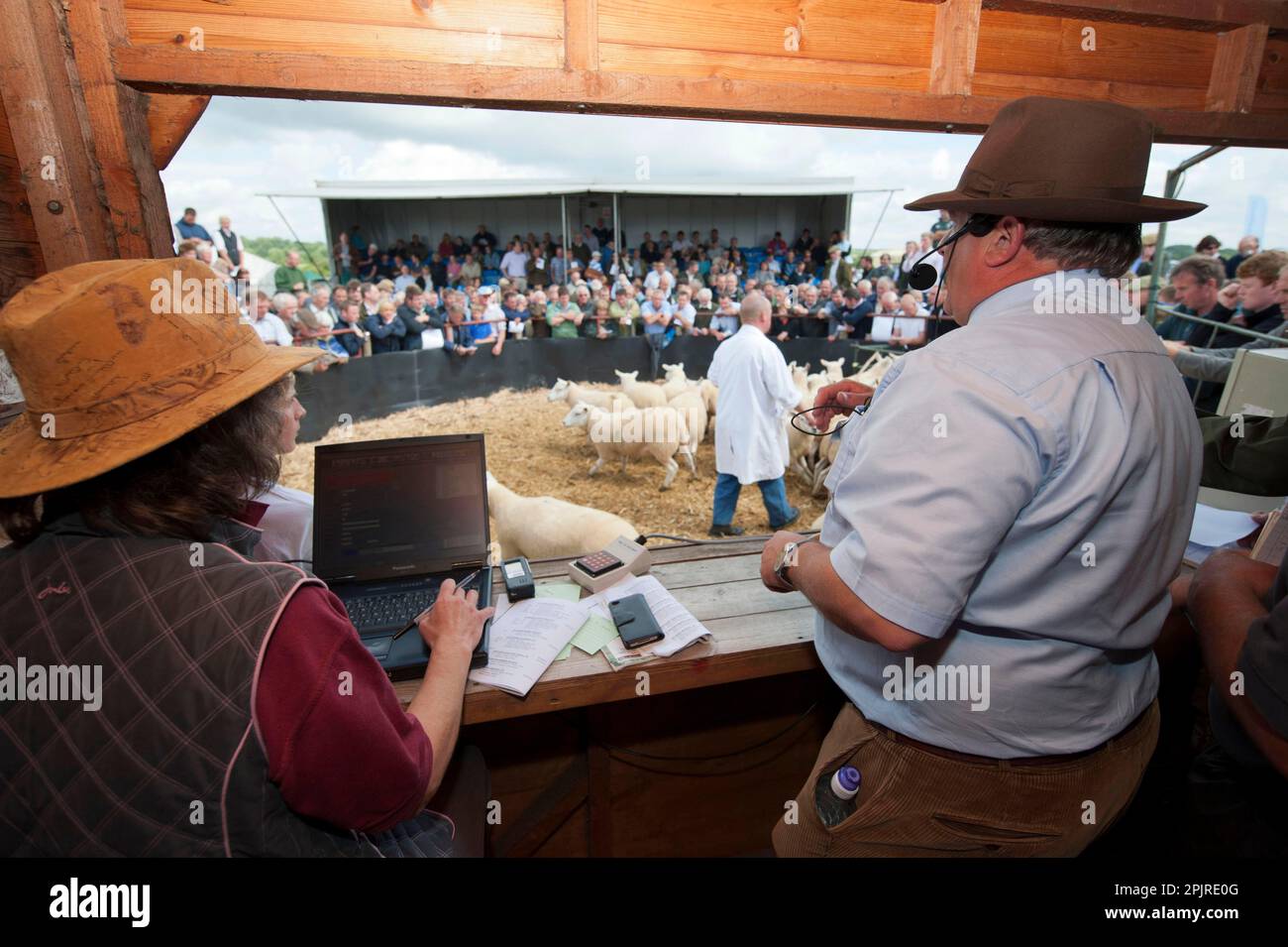 Allevamento di ovini, vendita all'asta di pecore da allevamento nell'anello d'asta in vendita, Thame Sheep Fair, Oxfordshire, Inghilterra, Regno Unito Foto Stock