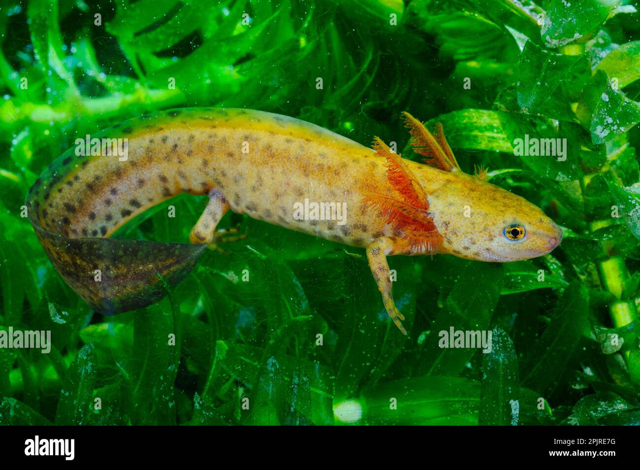 Novellame alpino (Mesotriton alpestris) neotenico giovanile, nuoto sott'acqua, Italia Foto Stock