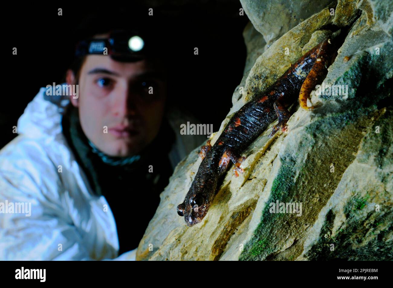 Grotta Italiana Salamander (Speleomantes italicus) adulto, guardato dallo speleologo in grotta, Italia Foto Stock