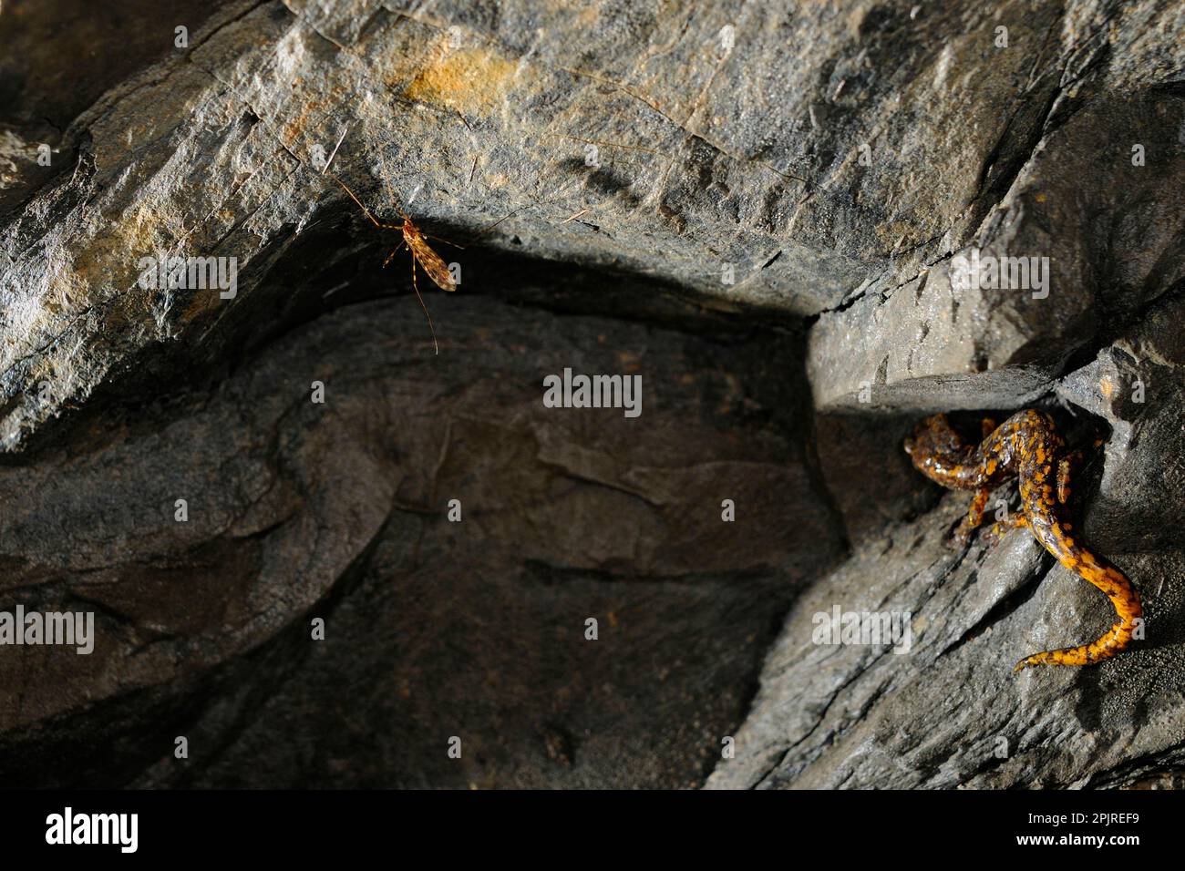Grotta di Strinati Salamander (Speleomantes strinatii) adulto, caccia, avvicinamento zanzara grotta in grotta, Italia Foto Stock