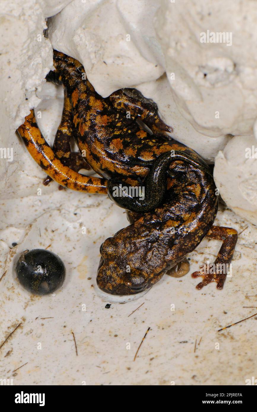Grotta di Strinati Salamander (Speleomantes strinatii) femmina adulta, portatrice di giovani sulla schiena per protezione, guardia uovo, Italia Foto Stock