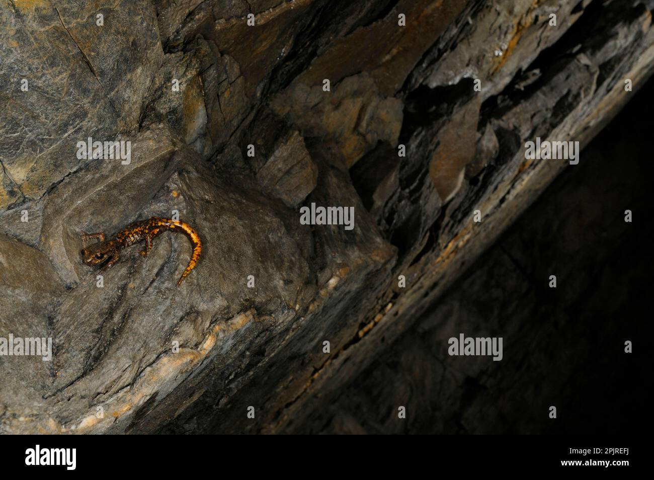 Grotta di Strinati Salamander (Speleomantes strinatii) adulto, riposante sulle rocce in habitat grotta, Italia Foto Stock