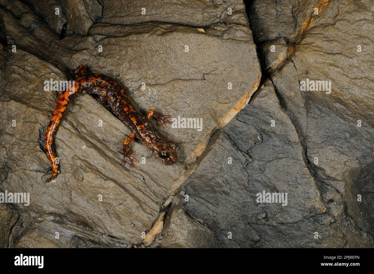 Grotta di Strinati Salamander (Speleomantes strinatii) adulto, riposante sulle rocce in grotta, Italia Foto Stock