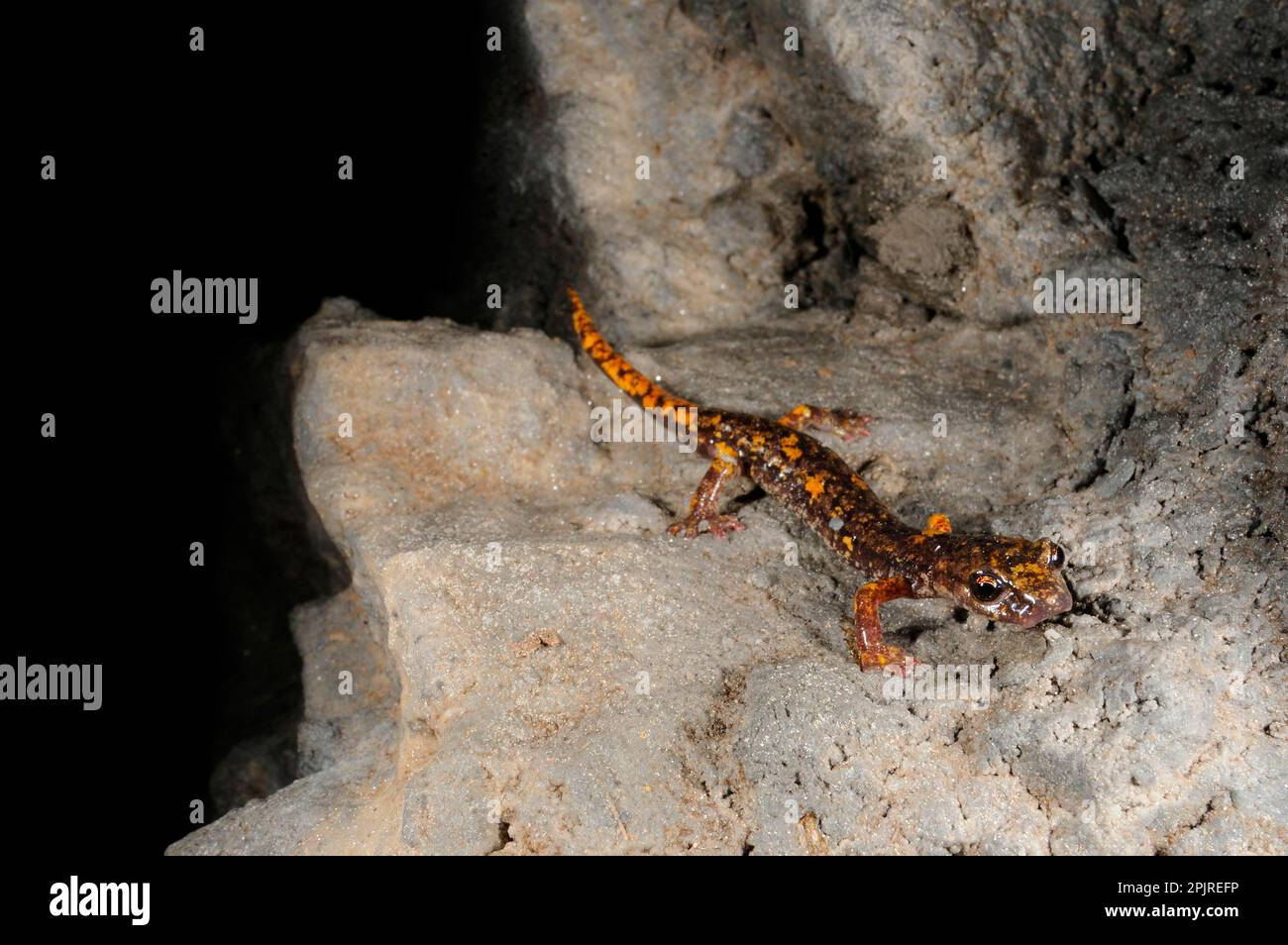 Grotta di Strinati Salamander (Speleomantes strinatii) adulto, emergente dal buio all'ingresso della grotta, Italia Foto Stock