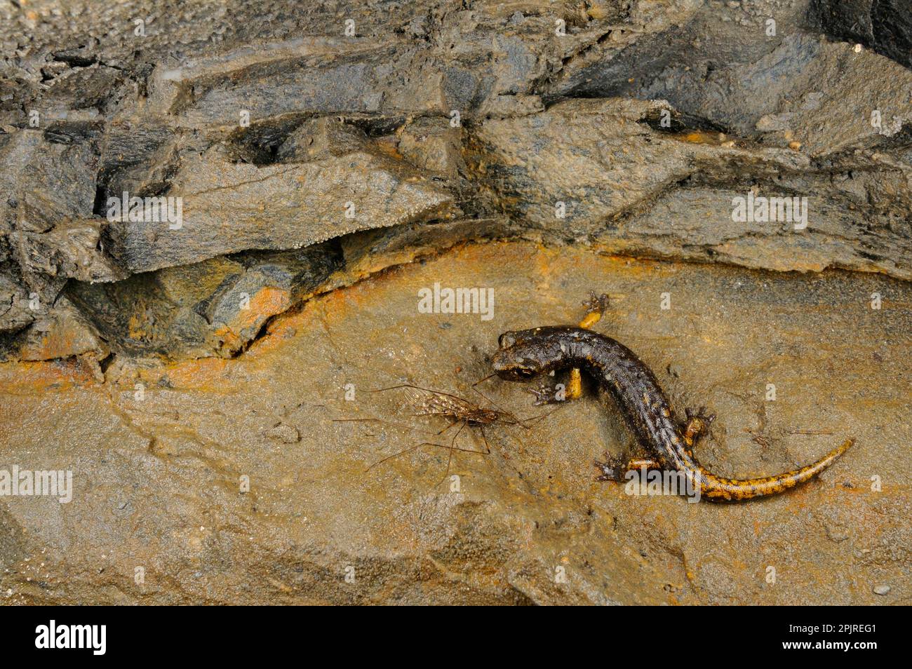 Grotta di Strinati Salamander (Speleomantes strinatii) giovane, si nude di zanzara grotta in grotta, Italia Foto Stock
