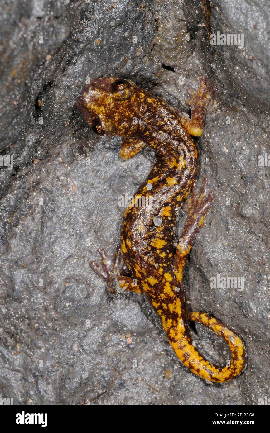 Grotta di Strinati Salamander (Speleomantes strinatii) adulto, riposante sulla roccia, Italia Foto Stock
