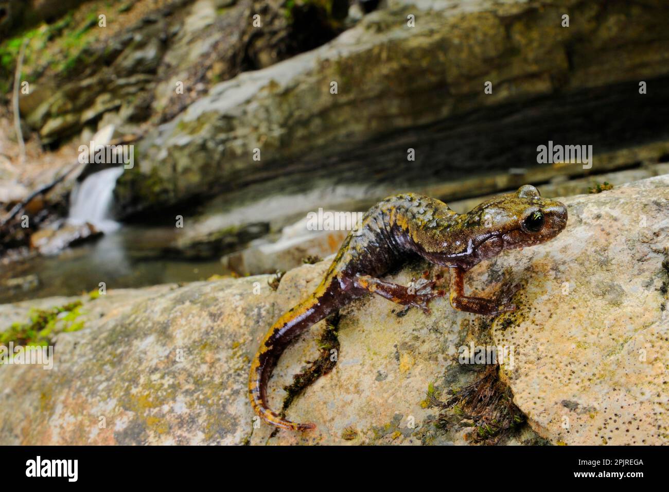 Speleomantes strinatii, Grotta Ligure Salamander, anfibi, altri animali, Salamandre, Animali, Grotta di Strinati Salamander (Hydromantes strinatii) Foto Stock