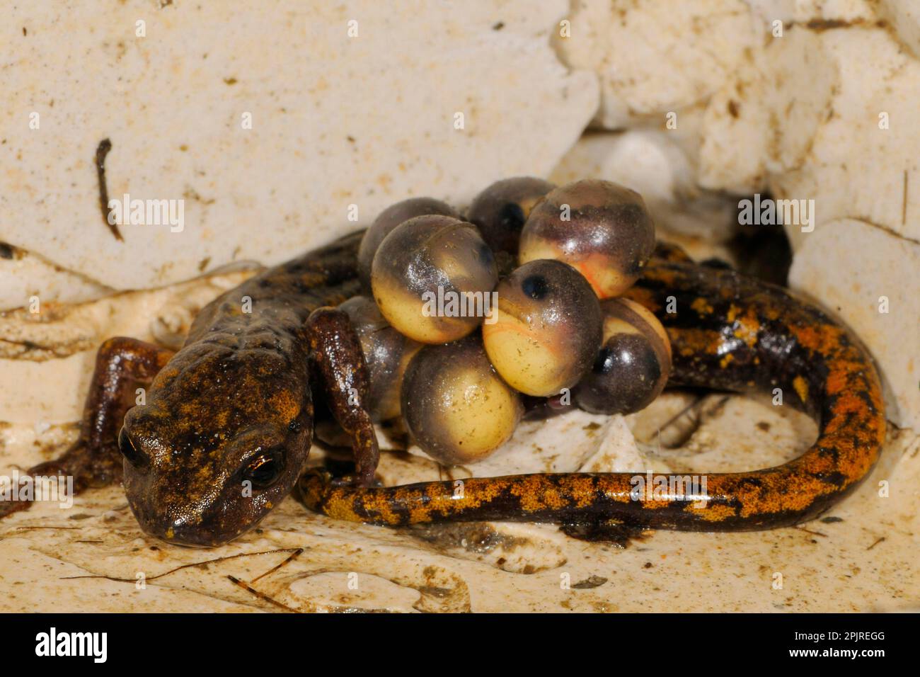 Grotta di Strinati Salamander (Speleomantes strinatii) femmina adulta, che protegge le uova durante lo sviluppo, embrioni con occhi visibili, Italia Foto Stock