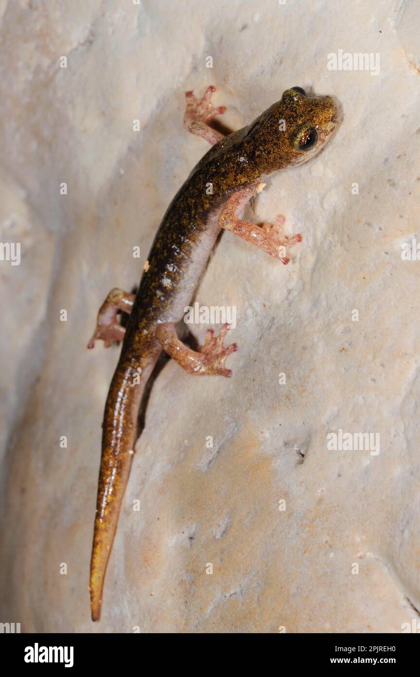 Salamandra grotta di Sopramonte, anfibi, altri animali, Salamandre, animali, Supramontane caverna salamander (Speleomantes supramontis) adulto, su roccia Foto Stock