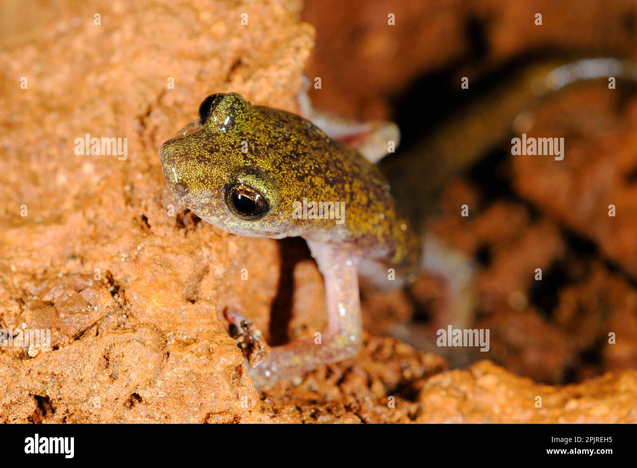 Grotta di Sopramonte Salamandro, anfibi, altri animali, Salamandre, animali, Supramontane Cave Salamander (Speleomantes supramontis) adulto, arrampicata Foto Stock