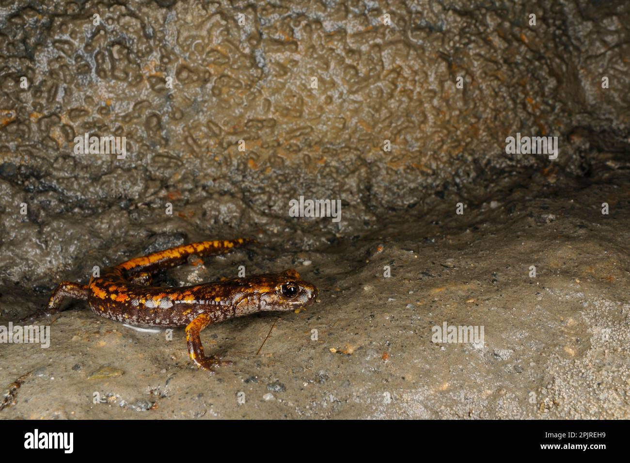 Grotta di Strinati Salamander (Speleomantes strinatii) Adulti, in piedi su roccia umida nella grotta, Italia Foto Stock
