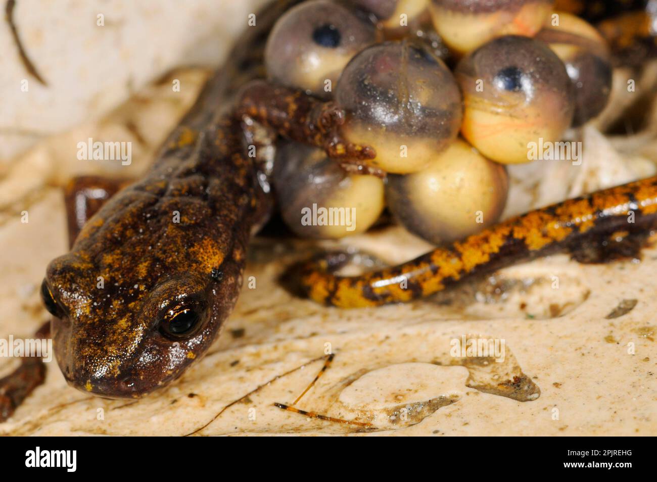 Grotta di Strinati Salamander (Speleomantes strinatii) femmina adulta, che protegge le uova durante lo sviluppo, embrioni con occhi visibili, Italia Foto Stock