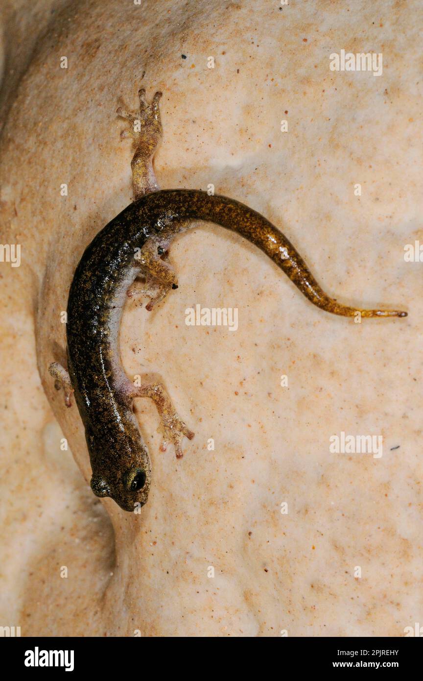 Grotta di Sopramonte Salamandro, anfibi, altri animali, Salamandre, animali, Supramontane Cave Salamander (Speleomantes supramontis) adulto, su roccia Foto Stock