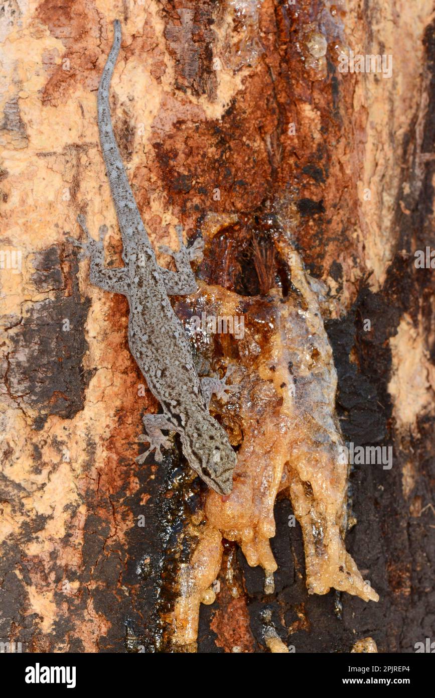 Grande casa africana Gecko, grande casa africana Geckos, altri animali, Gecko, rettili, animali, Casa a testa piatta Gecko (Hemidactylus platycephalus) Foto Stock