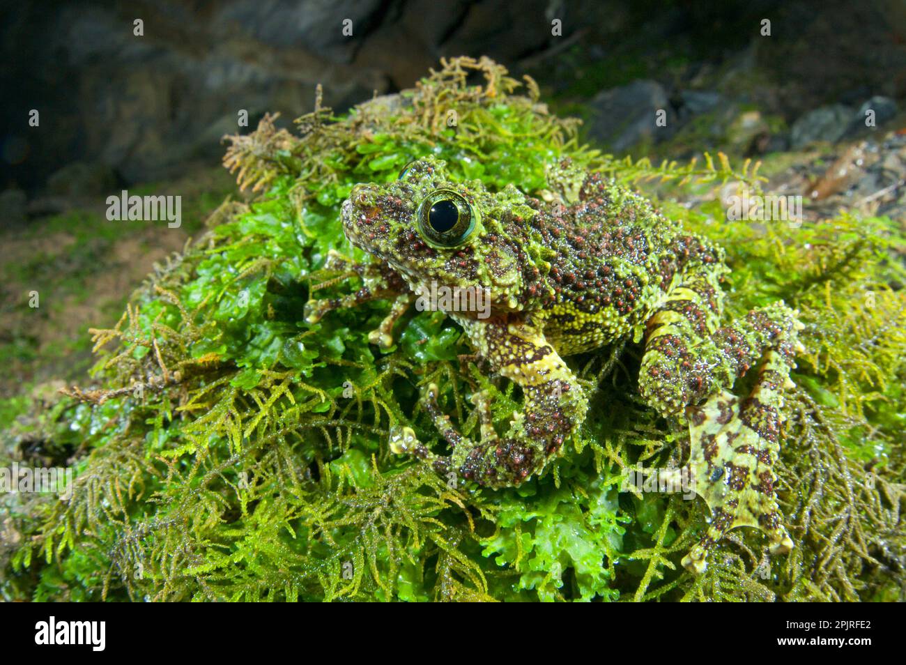 Rana di muschio vietnamita, rane di muschio vietnamite, rane di muschio (Theloderma corticale), anfibi, altri animali, rane, animali, Rana lucida per adulti Foto Stock