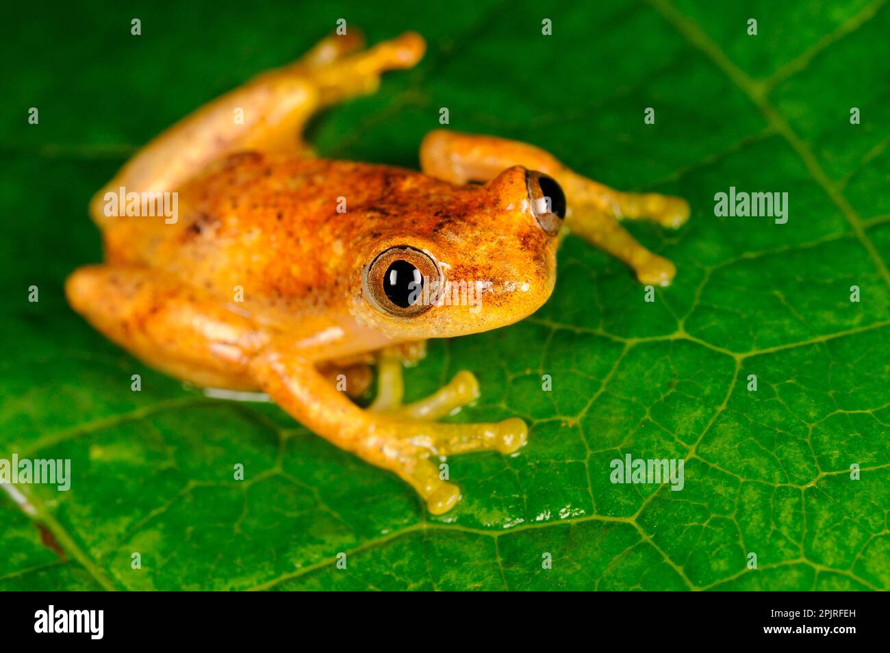 Rana liberiana (Afrixalus laevis) adulto, seduto a foglia, Kahuzi-Biega N. P. Kivu Regione, Repubblica Democratica del Congo Foto Stock