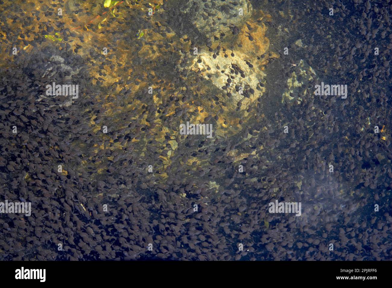I tadpoli del Toad occidentale (Anaxyrus boreas), la massa in acqua bassa, il lago Meta, il Monte St Helens, Stato di Washington (U.) S. A. Foto Stock