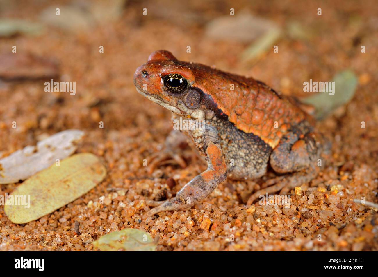 Rospo rosso, rospo rosso, anfibi, altri animali, rane, Toad, Toads, Animali Red Toad (Schismaderma carens) subadulto, seduto sulla sabbia, Sudafrica Foto Stock