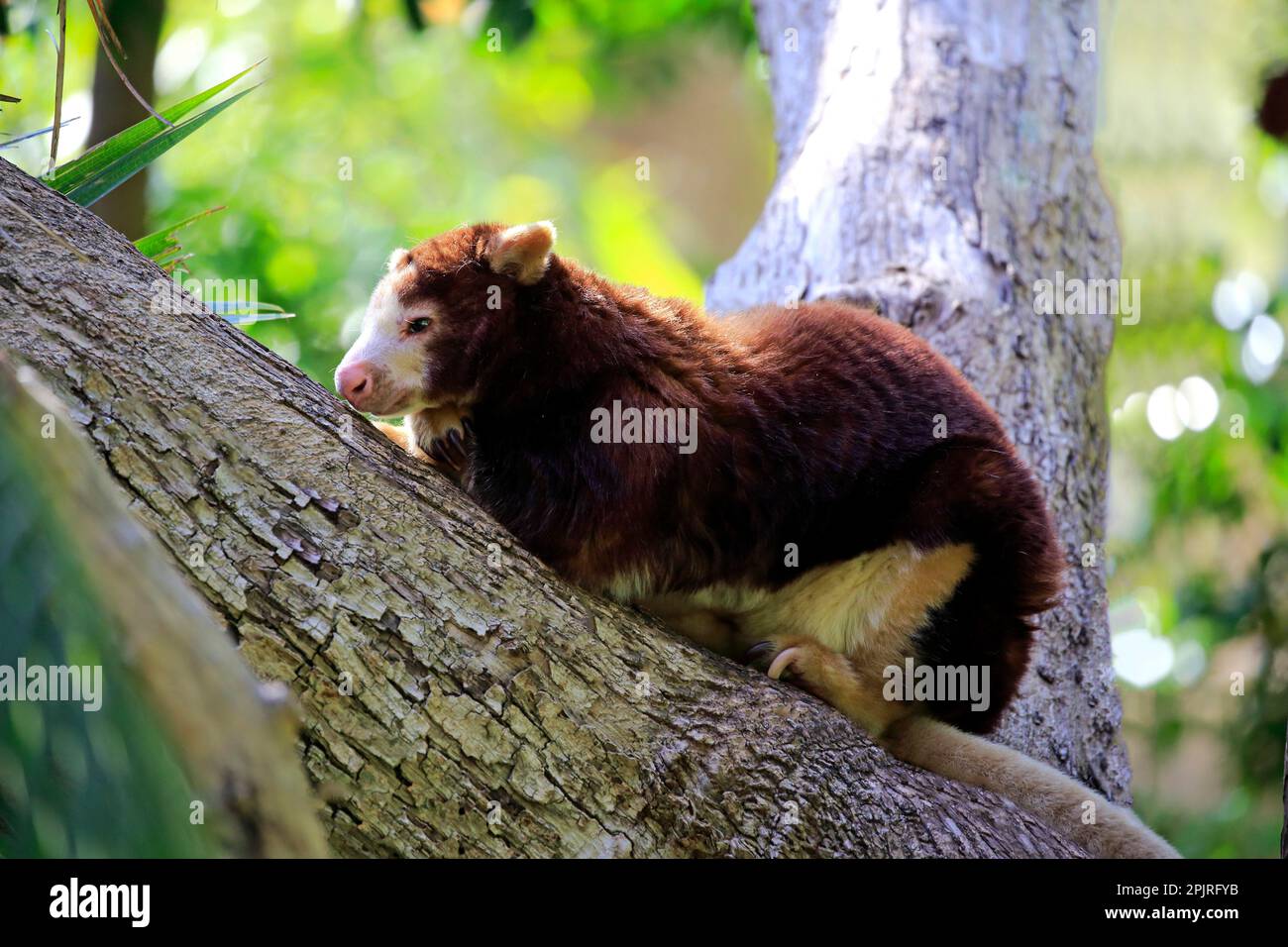 Canguro di Matschie (Dendrolagus matschiei), adulto che riposa su un albero, Nuova Guinea Foto Stock