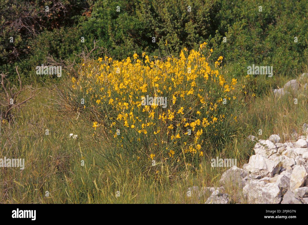 Scopa, bastone Foto Stock