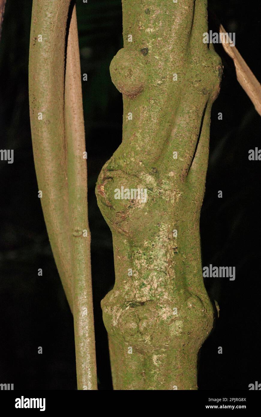 Yage (Banisteriopsis caapi) Foto Stock