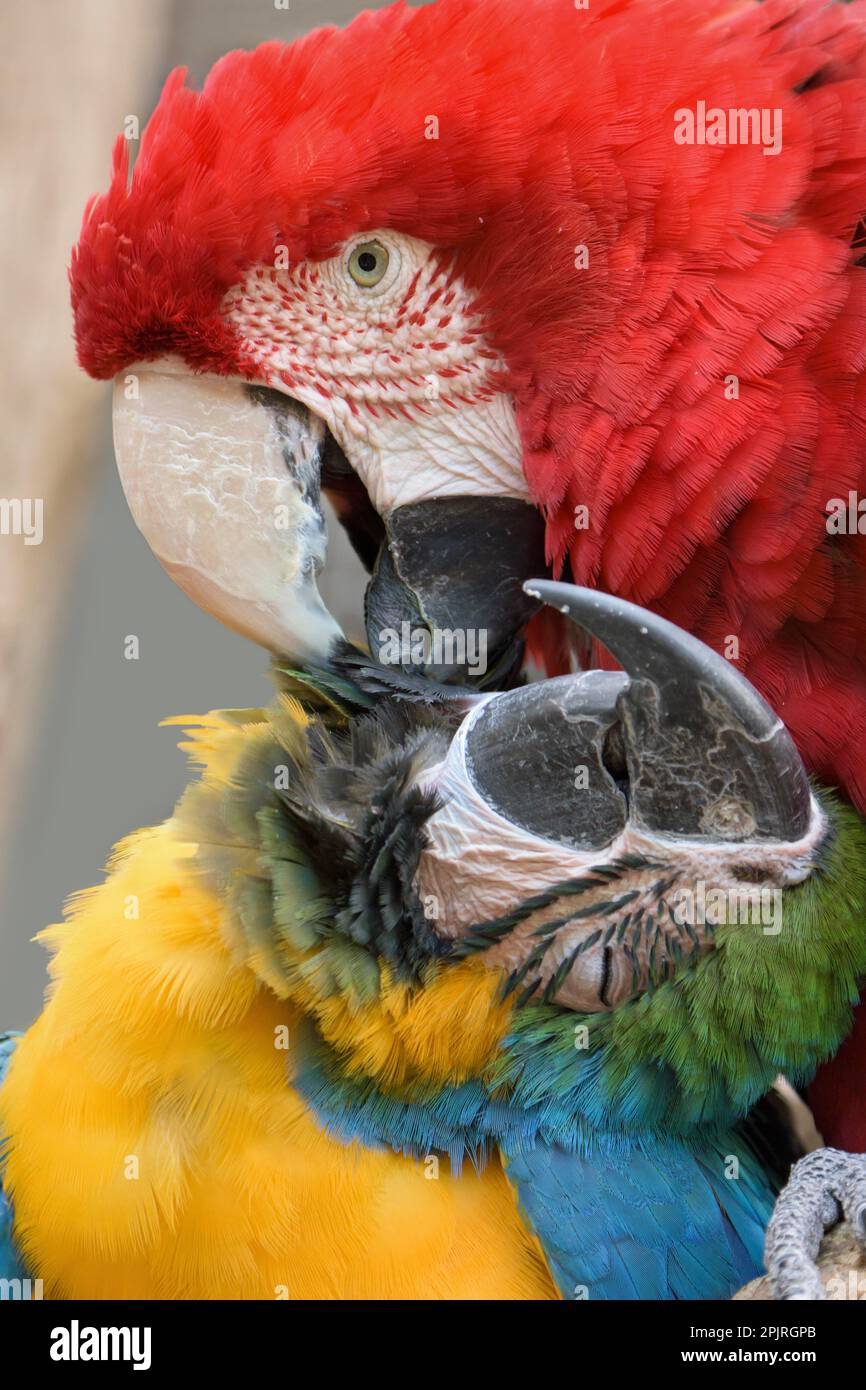 Macaw rosso-e-verde (Ara chloroptera) e tara giallo-chested Foto Stock