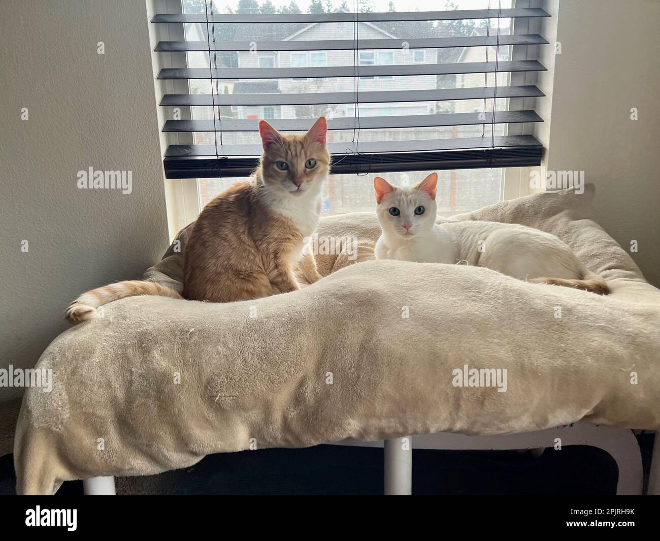 I miei gatti vivono vite migliori Foto Stock