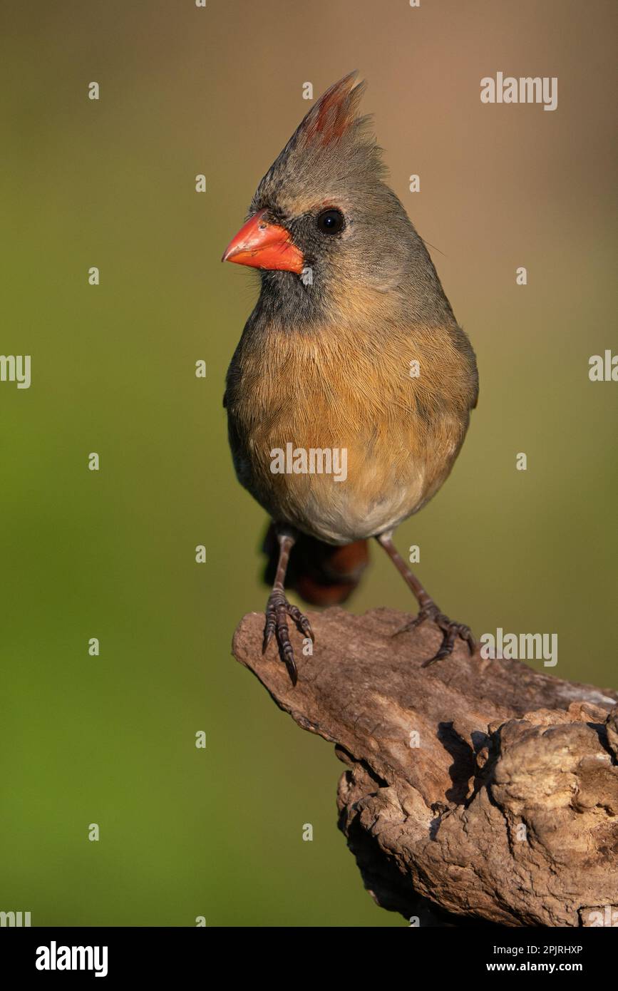Una femmina cardinale settentrionale arroccata su un tronco Foto Stock