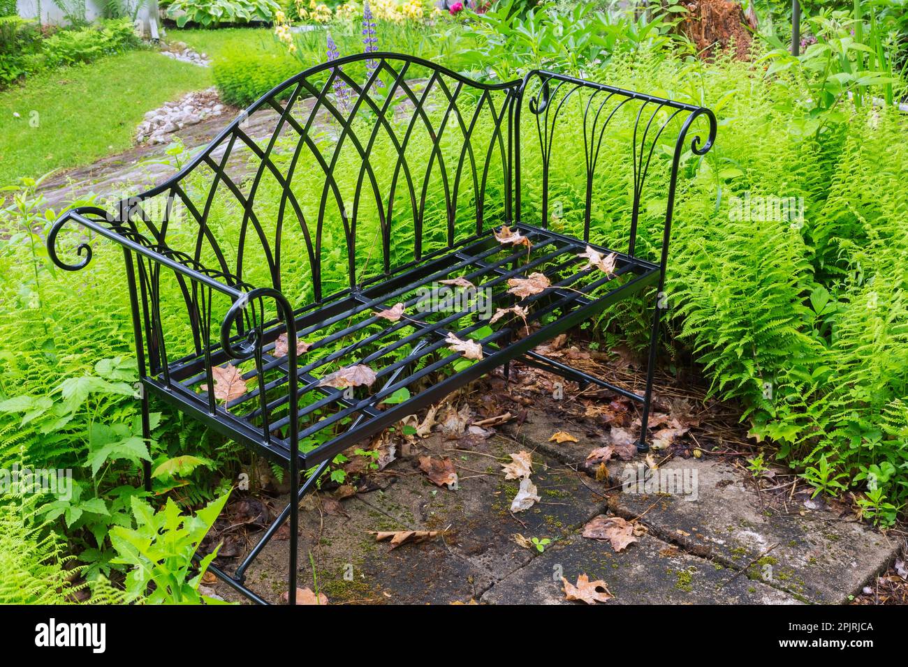 Panca in ferro battuto nero delimitata da Matteuccia struthiopteris - Ostrich Ferns in giardino cortile in primavera. Foto Stock