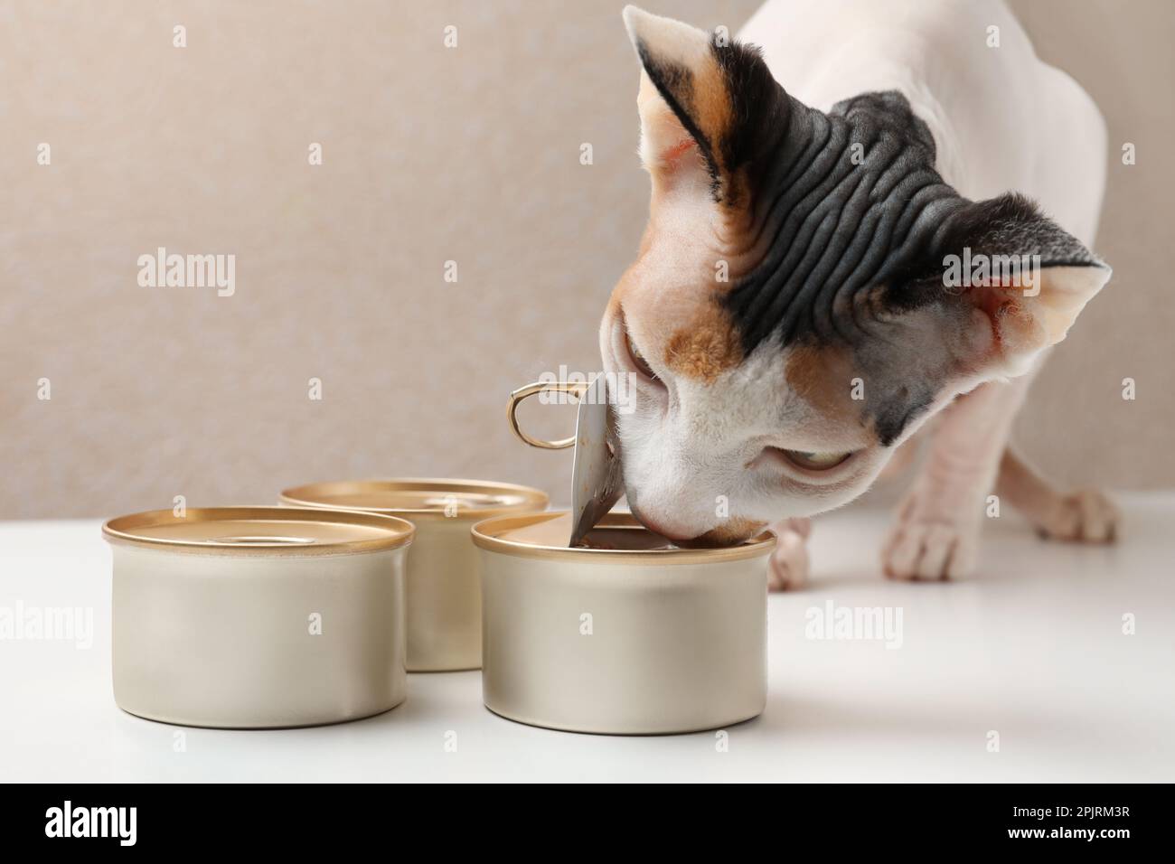 Carino gatto Sphynx mangiare cibo umido da lattina su tavolo bianco, primo piano Foto Stock