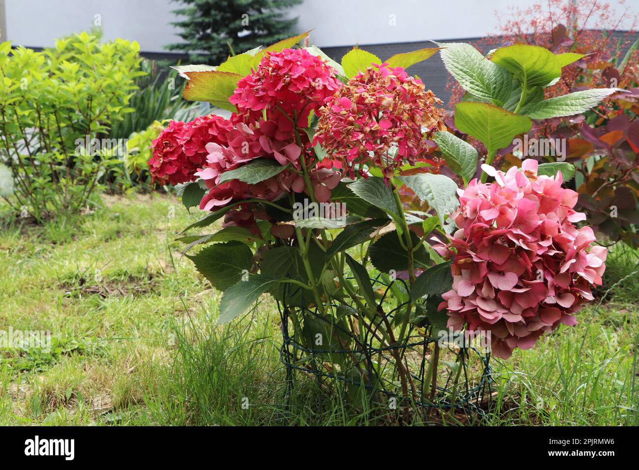 Bella piante di hydrangea fioritura sostenuto da filo all'aperto. Giardinaggio e paesaggistica Foto Stock