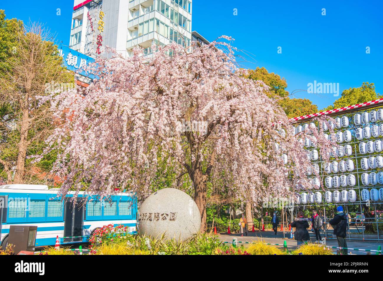 Ueno Cherry Blossoms, Ueno Park, Taito City, Tokyo Foto Stock