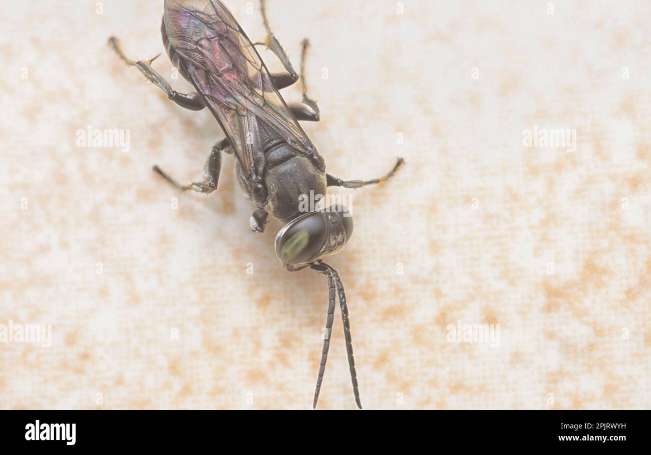 Immagine ravvicinata della vespa di Liris subtesselatus Foto Stock