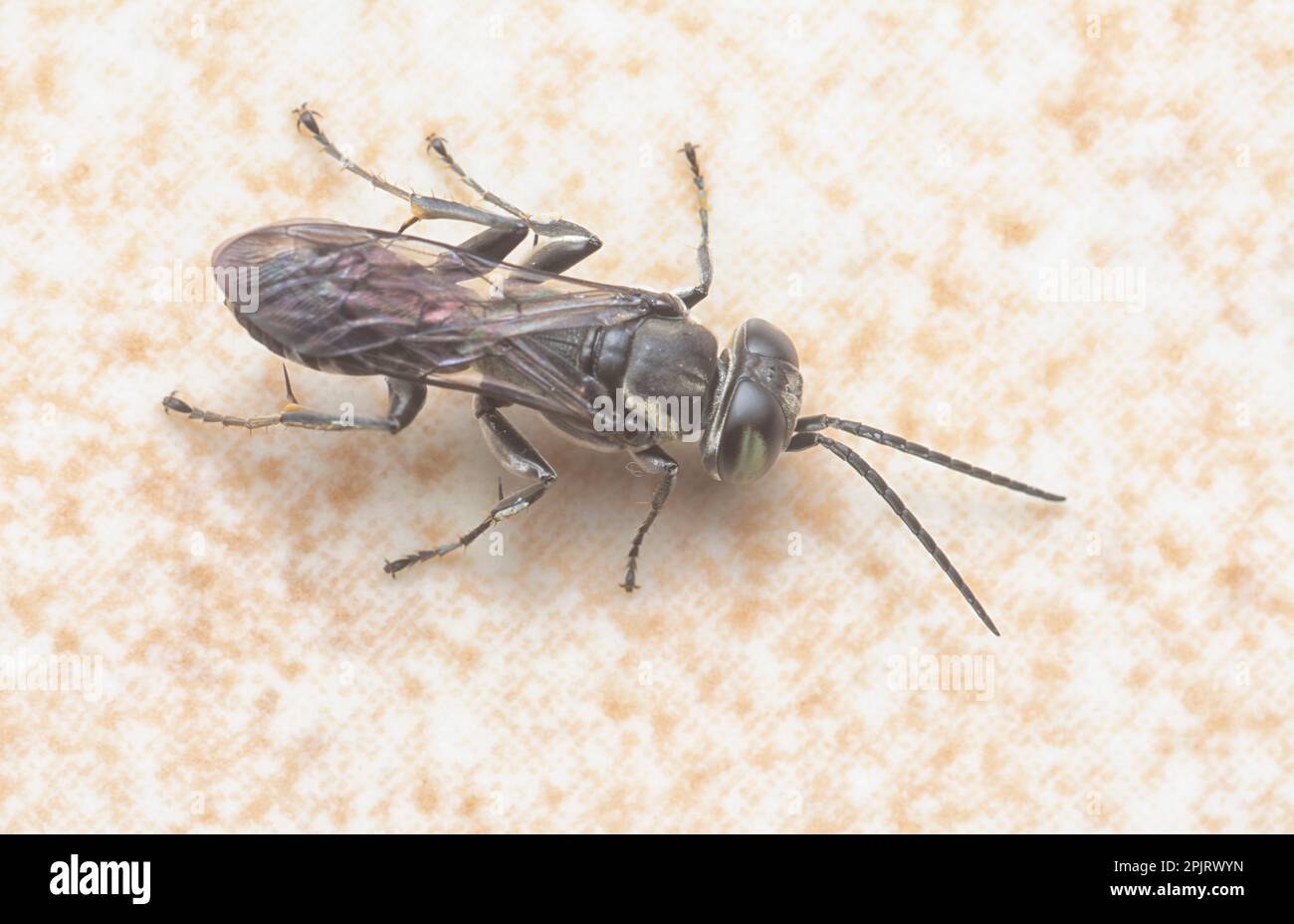 Immagine ravvicinata della vespa di Liris subtesselatus Foto Stock