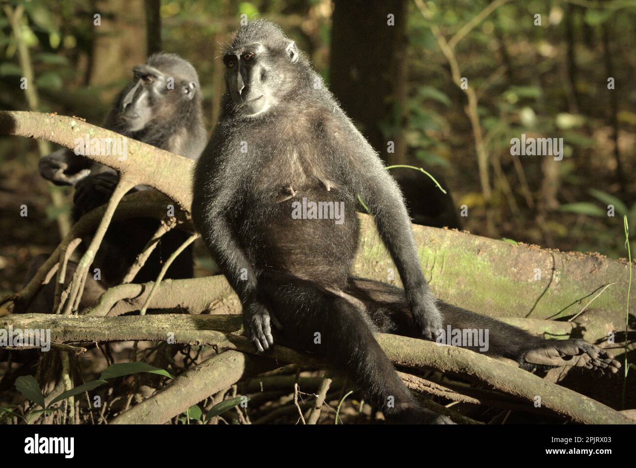 Macachi neri di Sulawesi (Macaca nigra) nella riserva naturale di Tangkoko, Sulawesi settentrionale, Indonesia. Il cambiamento climatico e le malattie stanno emergendo minacce ai primati, E circa un quarto delle catene montuose dei primati hanno temperature superiori a quelle storiche, secondo un team di scienziati guidati da Miriam Plaza Pinto (Departamento de Ecologia, Centro de Biociências, Universidade Federal do Rio Grande do Norte, Natal, RN, Brasile) nel loro rapporto scientifico pubblicato su Nature nel gennaio 2023. Gli scienziati hanno rivelato che le caratteristiche climatiche adeguate possono cambiare spazialmente a causa del clima... Foto Stock