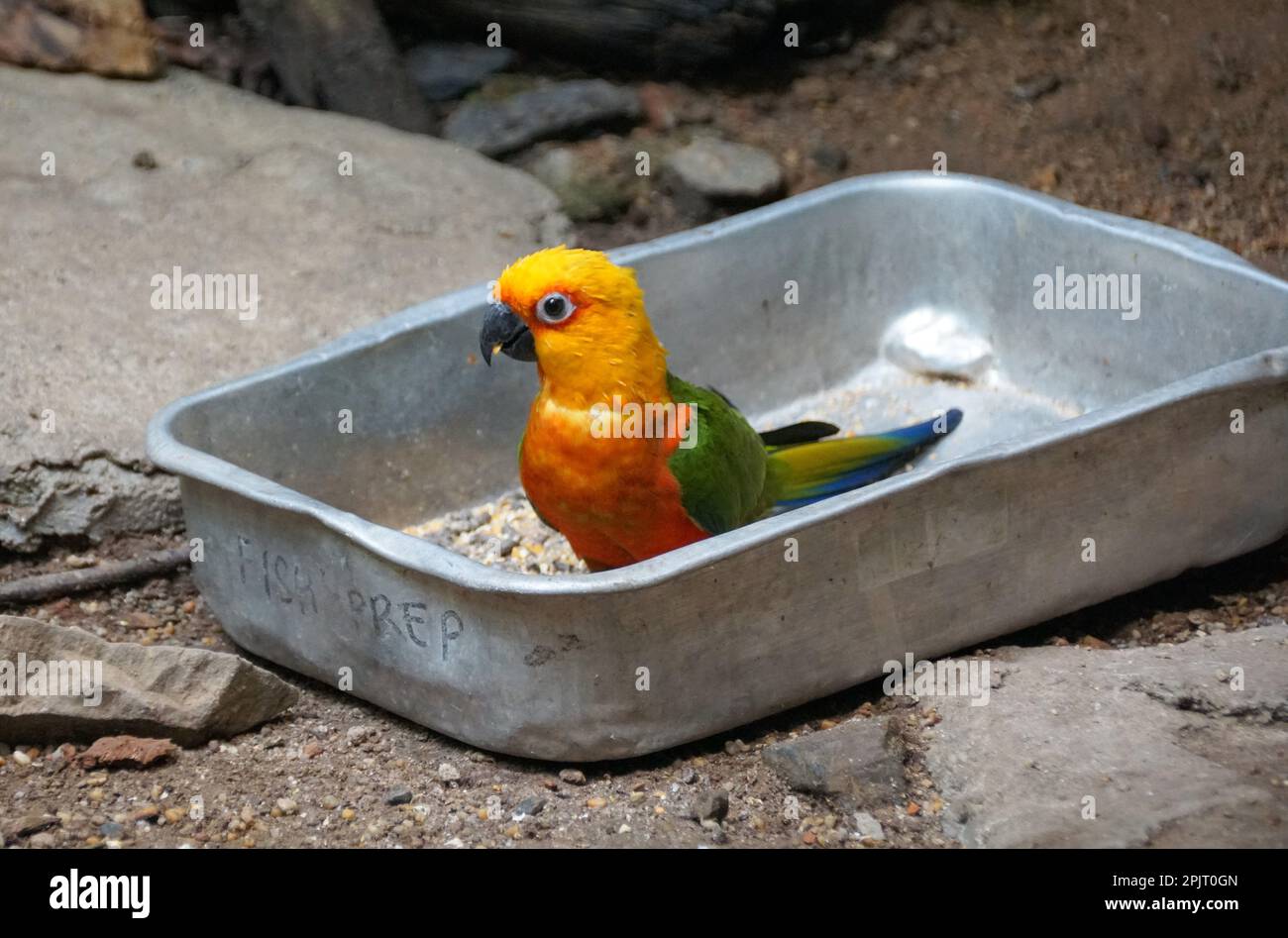 Primo piano di un bel sole giallo e verde conure Foto Stock