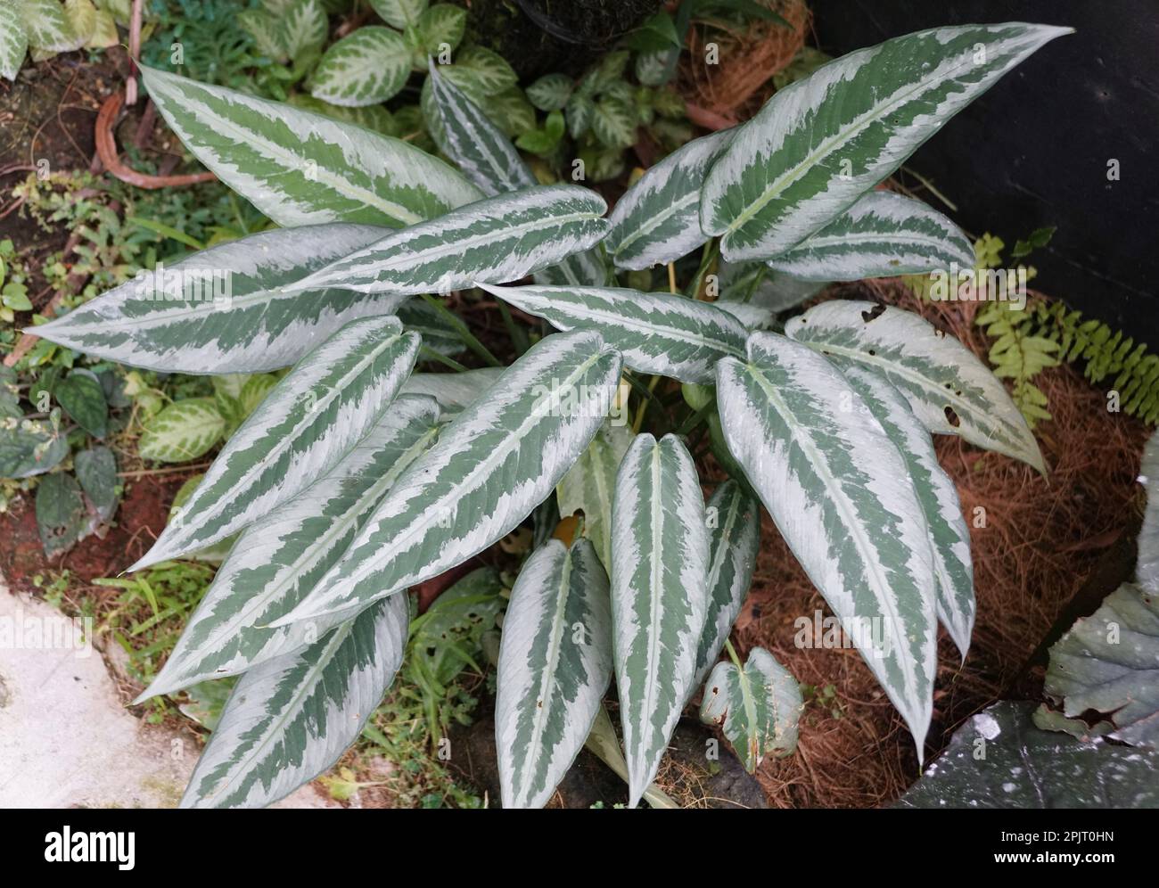 Belle foglie argentate e verdi di Schismatoglottis Hainanensis Foto Stock